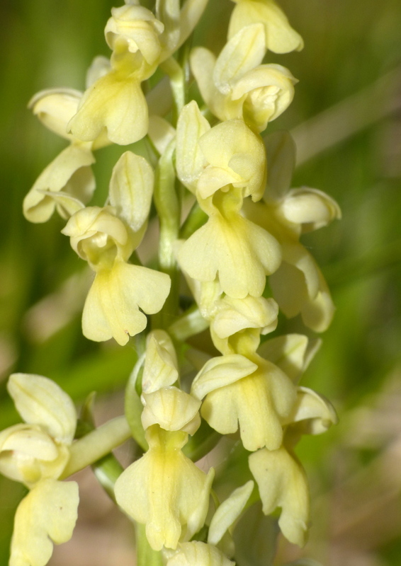 Il posto delle Orchis spitzelii (e non solo...)